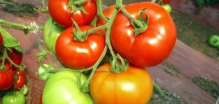 Charakterystyka i opis odmiany pomidora Czerwono-czerwony, plon