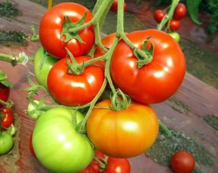 Tomaattilajikkeen punainen punainen ominaisuudet ja kuvaus, sen sato