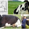 Симптоми и облици ожиљка од пупковине код говеда, лечење код куће