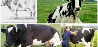 Objawy i postacie blizny bębenkowej u bydła, leczenie w domu