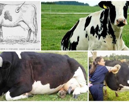 Simptome și forme de cicatrice timpanică la bovine, tratament la domiciliu