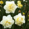 Descripció i característiques de la varietat, plantació i cura de la varietat Obdam narcissus