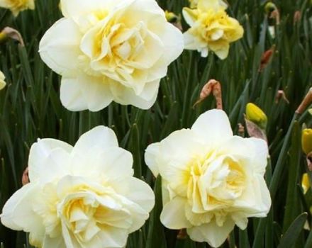 Description and characteristics of the Obdam narcissus variety, planting and care rules