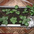 Odla potatis från frön hemma, plantering och vård