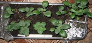 Pestovanie zemiakov zo semien doma, výsadba a starostlivosť