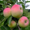 Imrus obelų savybės ir aprašymas, auginimas, sodinimas ir priežiūra