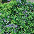 Beskrivning och egenskaper hos blåbärsorten Bluecrop, plantering och vård