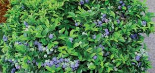 Opis i karakteristike sorte borovnice Bluecrop, sadnja i njega