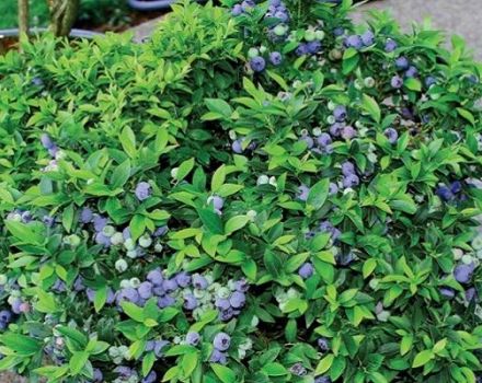 Beskrivning och egenskaper hos blåbärsorten Bluecrop, plantering och vård