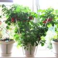 Growing indoor tomatoes at home in an apartment