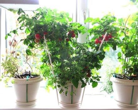 Growing indoor tomatoes at home in an apartment