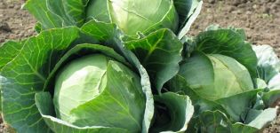 Καλλιέργεια, χαρακτηριστικά και περιγραφή της ποικιλίας λάχανου Aggressor