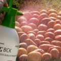 הוראות לשימוש בתרופה טאבו לטיפול בחיפושית תפוח האדמה בקולורדו