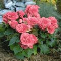 Planting, growing and caring for garden begonia outdoors