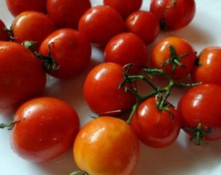 Kenmerken en beschrijving van het tomatenras Far North, de opbrengst