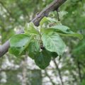Vad är mjölkig glans på ett äppelträd och hur man hanterar en sjukdom, förebyggande och behandling