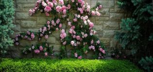 Beschrijvingen van de beste variëteiten rozen van de Climber-groep en hun kenmerken, aanplant en verzorging