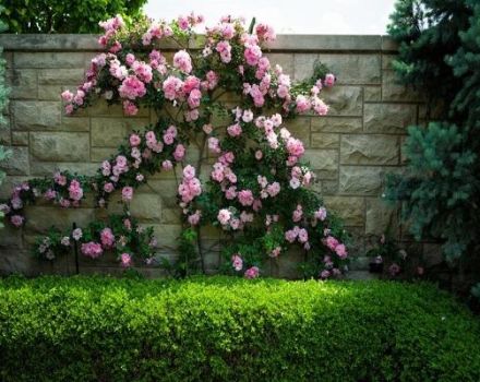 Descripciones de las mejores variedades de rosas del grupo Climber y sus características, plantación y cuidados