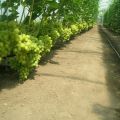 Technology for growing grapes in a polycarbonate greenhouse, pruning and care