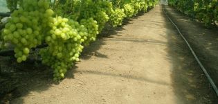 Technologie voor het telen van druiven in een polycarbonaatkas, snoeien en verzorgen