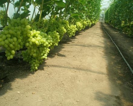 تكنولوجيا زراعة العنب في دفيئة مصنوعة من مادة البولي كربونات والتقليم والعناية