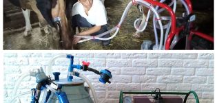 Wie man eine Kuh zu Hause mit einer Melkmaschine richtig melkt