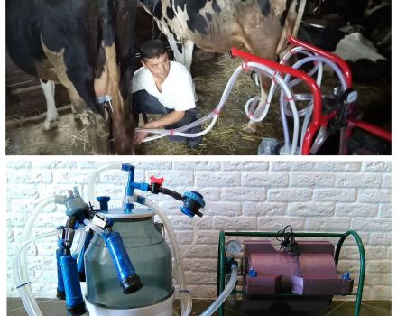 Com fer una llet adequada a una vaca amb una màquina de munyir a casa
