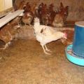 Pros and cons of floors in a hen house, from what and how to do it yourself