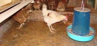 Vor- und Nachteile von Fußböden in einem Hühnerstall, von was und wie man es selbst macht