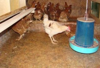 Vor- und Nachteile von Fußböden in einem Hühnerstall, von was und wie man es selbst macht