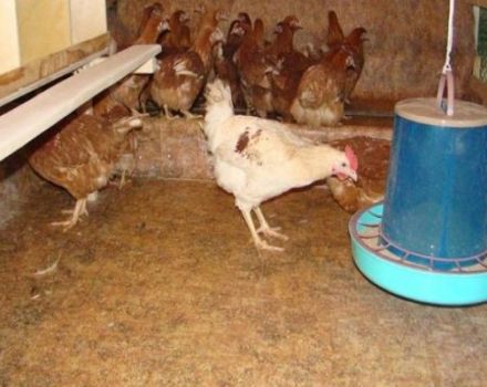 ข้อดีข้อเสียของพื้นในโรงเรือนเลี้ยงไก่ต้องทำอย่างไรและอย่างไร