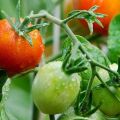 Kuvaus tomaatti Rose May -lajikkeesta ja sen ominaisuudet