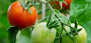 Description of the tomato variety May rose and its characteristics