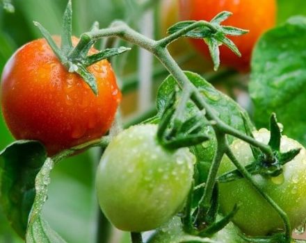 Kuvaus tomaattilajikkeesta, joka voi nousta ja sen ominaisuudet