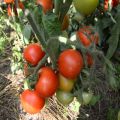 Characteristics and description of the tomato variety Snow Tale