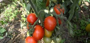 Características y descripción de la variedad de tomate Snow Tale