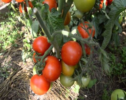 Egenskaber og beskrivelse af tomatsorten Snow Tale