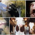 Sintomi ed epizootologia della diarrea virale del bestiame, istruzioni per il trattamento