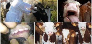 Príznaky a epizootoológia vírusovej hnačky hovädzieho dobytka, pokyny na liečbu
