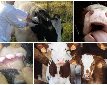Príznaky a epizootoológia vírusovej hnačky hovädzieho dobytka, pokyny na liečbu