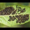 Dlaczego filcowe liście wiśni zwijają się, choroby i szkodniki, ich leczenie i zwalczanie
