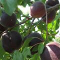 Descrizione della varietà di albicocche Black Velvet, vantaggi e svantaggi, semina e cura