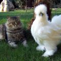 Nombres y descripciones de las mejores razas de pollos peludos, su contenido y cómo elegir