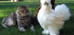 Names and descriptions of the best furry chicken breeds, their content and how to choose