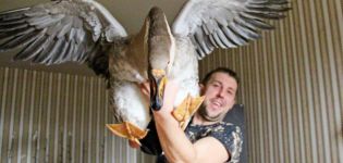How to keep geese as a pet in an apartment and difficulties