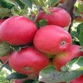 Description and characteristics of the cherry apple variety, planting and cultivation