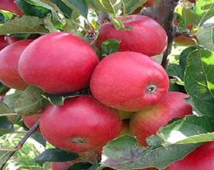 Beskrivelse og karakteristika for kirsebær æblevariet, plantning og dyrkning