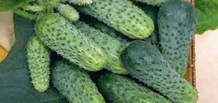 Description of the Lilliput cucumber variety, its characteristics and yield