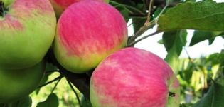 Descrizione della varietà di mela Persianka, caratteristiche di resa e regioni di coltivazione