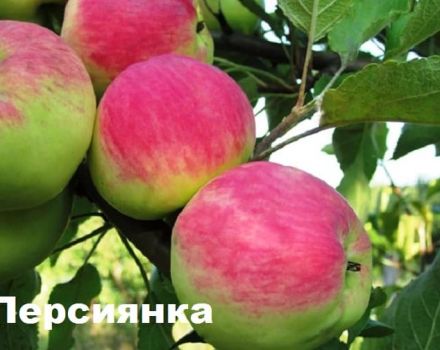 Descripció de la varietat de poma Persa, característiques de rendiment i regions de cultiu